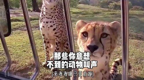 动物更搞笑,那些让人捧腹大笑的搞笑瞬间